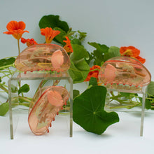 Load image into Gallery viewer, WINONA IRENE - California Poppy Claw
