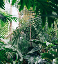 Load image into Gallery viewer, Maison Matine - Into The Wild- 50ml
