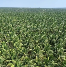 Load image into Gallery viewer, WOO World of Oils - Pineapple + Coconut Oil, 100% Organic
